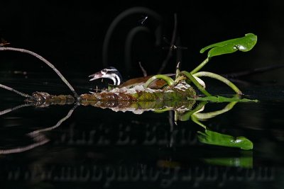  Sungrebe - Odonata