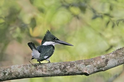 _MG_2087 Amazon Kingfisher.jpg