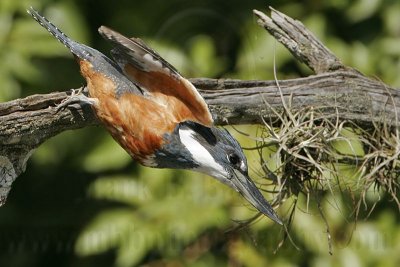 _MG_2526 Ringed Kingfisher.jpg