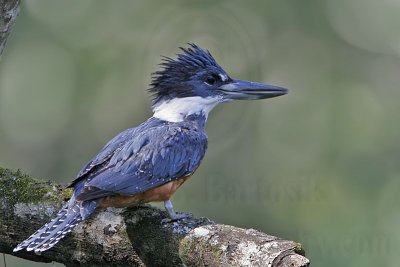 _MG_9542 Ringed Kingfisher.jpg