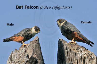 _MG_3404&17 Bat Falcon.jpg