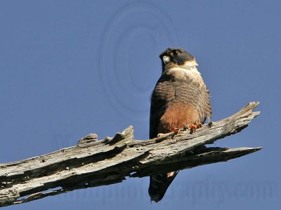 Mexico: Tamaulipas; El Cielo, Rio Frio & Gomez Farias, December 28-30, 2006: Bat Falcon