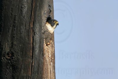 _MG_3313 Bat Falcon.jpg