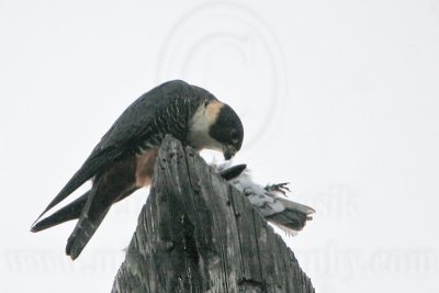 _MG_0367 Bat Falcon.jpg