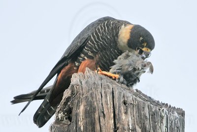 _MG_1246 Bat Falcon.jpg