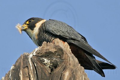 _MG_1794 Bat Falcon.jpg