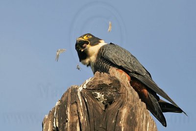 _MG_1798 Bat Falcon.jpg