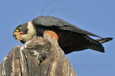 _MG_1910 Bat Falcon.jpg