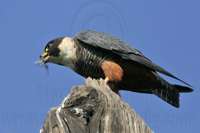 _MG_2738 Bat Falcon.jpg