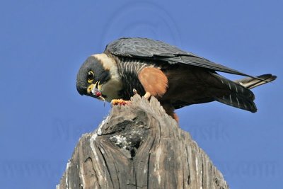 _MG_2763 Bat Falcon.jpg