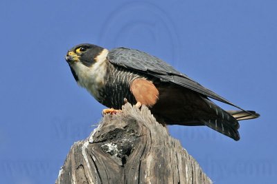 _MG_2772 Bat Falcon.jpg