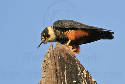 Bat Falcon - Odonata