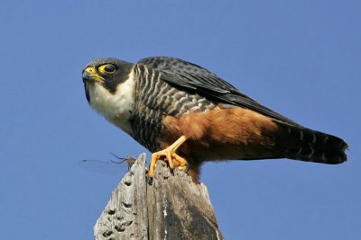 _MG_2467 Bat Falcon.jpg