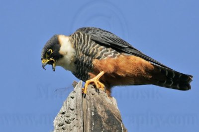 _MG_2471 Bat Falcon.jpg