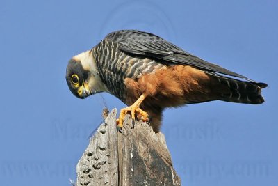 _MG_2480 Bat Falcon.jpg