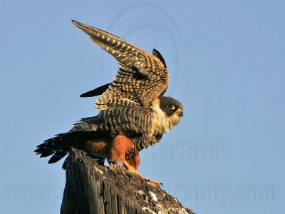 _MG_0248 Bat Falcon.jpg