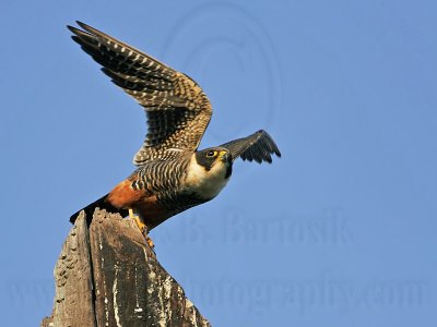 _MG_1581 Bat Falcon.jpg