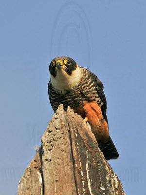 _MG_1834 Bat Falcon.jpg