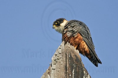 _MG_2020 Bat Falcon.jpg