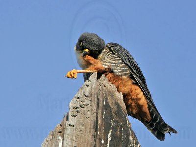 _MG_2186 Bat Falcon.jpg