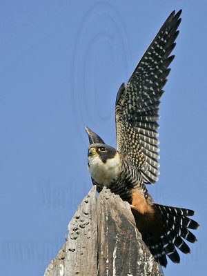 _MG_2415 Bat Falcon.jpg