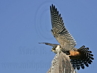 _MG_2421 Bat Falcon.jpg