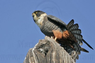 _MG_2671 Bat Falcon.jpg