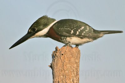 _MG_4918 Green Kingfisher.jpg