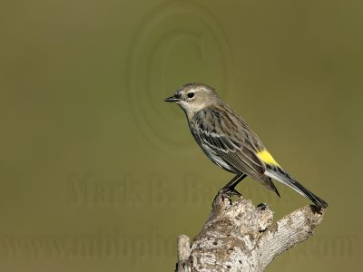 _MG_4136 Yellow-rumped Warbler.jpg