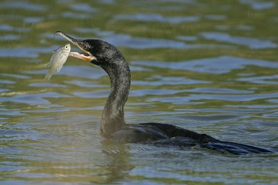 _MG_6671 Neotropic Cormorant.jpg