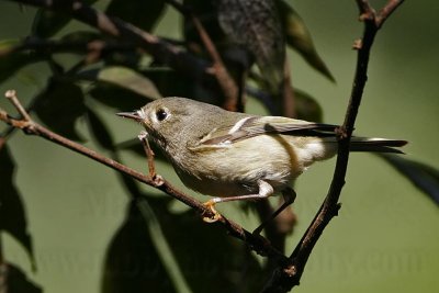 _MG_2032 Ruby-crowned Kinglet.jpg