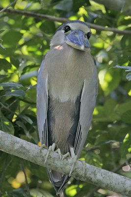 _MG_9690 Boat-billed Heron.jpg