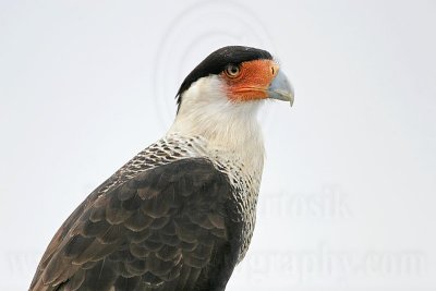 _MG_7945 Crested Caracara.jpg