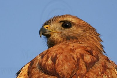 _MG_4172crop Red-shouldered Hawk.jpg