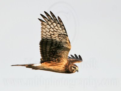 _MG_1576 Northern Harrier.jpg