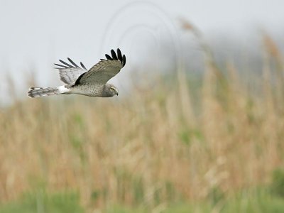 _MG_8996 Northern Harrier.jpg