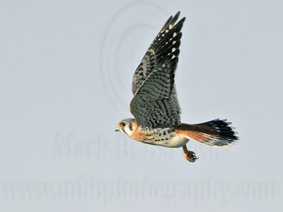 _MG_8782 American Kestrel.jpg