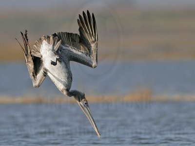 _MG_5486 Brown Pelican.jpg