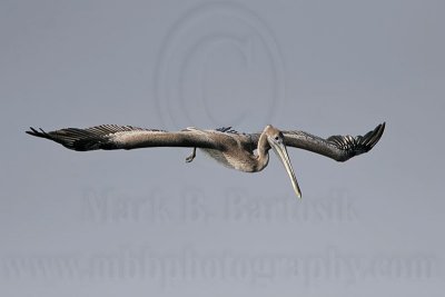 _MG_5937 Brown Pelican.jpg