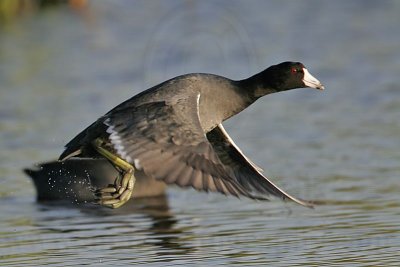 _MG_5006 American Coot.jpg