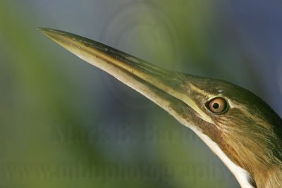 _MG_3627 American Bittern.jpg