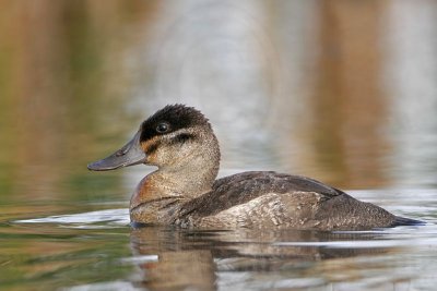 _MG_2056 Ruddy Duck.jpg