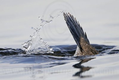 _MG_2099 Ruddy Duck.jpg