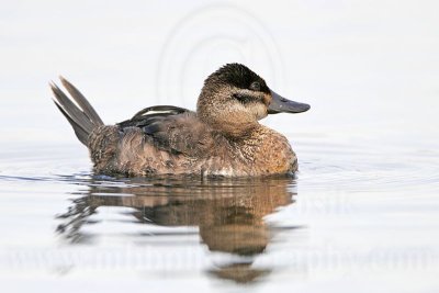 _MG_2151 Ruddy Duck.jpg