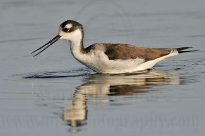 _MG_4825 Black-necked Stilt.jpg