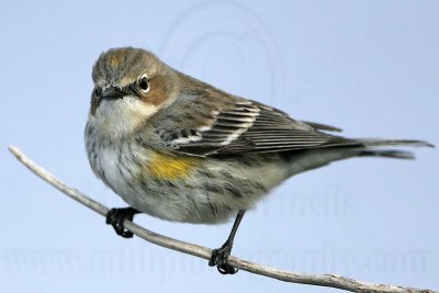 _MG_8204 Yellow-rumped Warbler.jpg