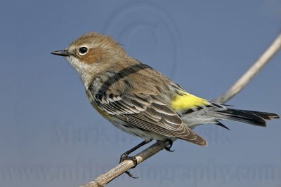 _MG_8422 Yellow-rumped Warbler.jpg