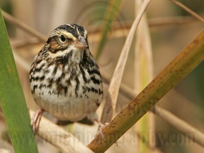 _MG_8043 Savannah Sparrow.jpg