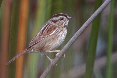 _MG_2479  Swamp Sparrow.jpg