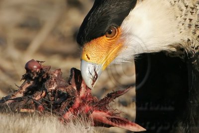 Crested Caracara, White-tailed and Red-tailed Hawk feeding on Coyote carcass.